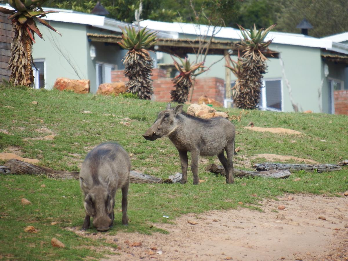 Stoneyvale Cottages Grahamstown Extérieur photo